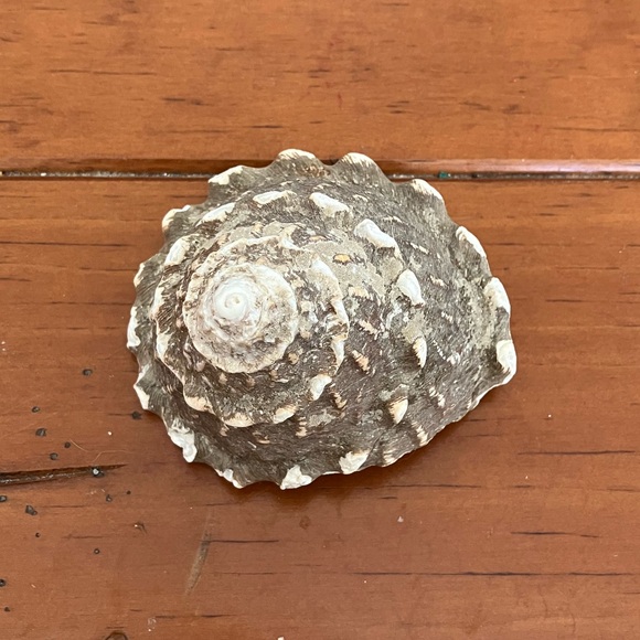 Shell - Picture 2 of 2